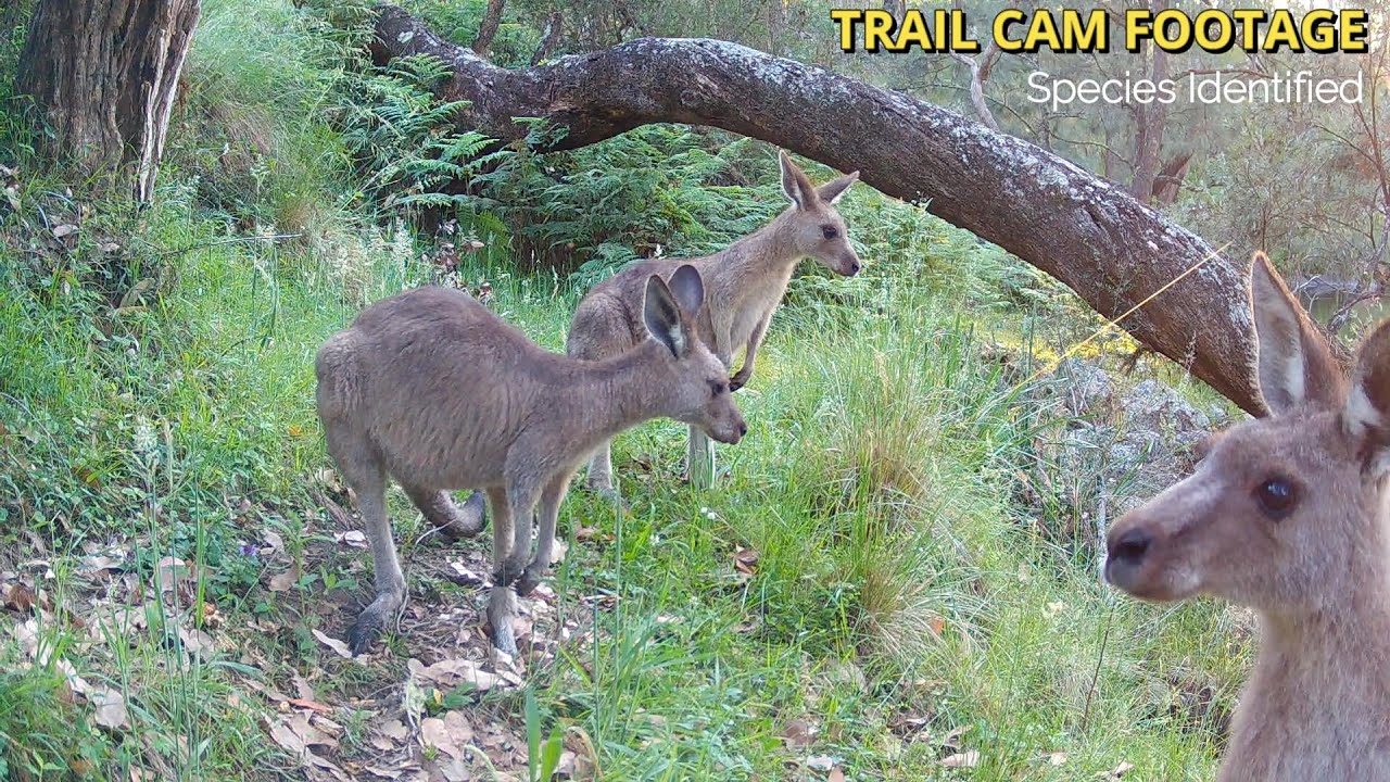 Australia&rsquo;s Wildlife Highway | Trail Cam Footage