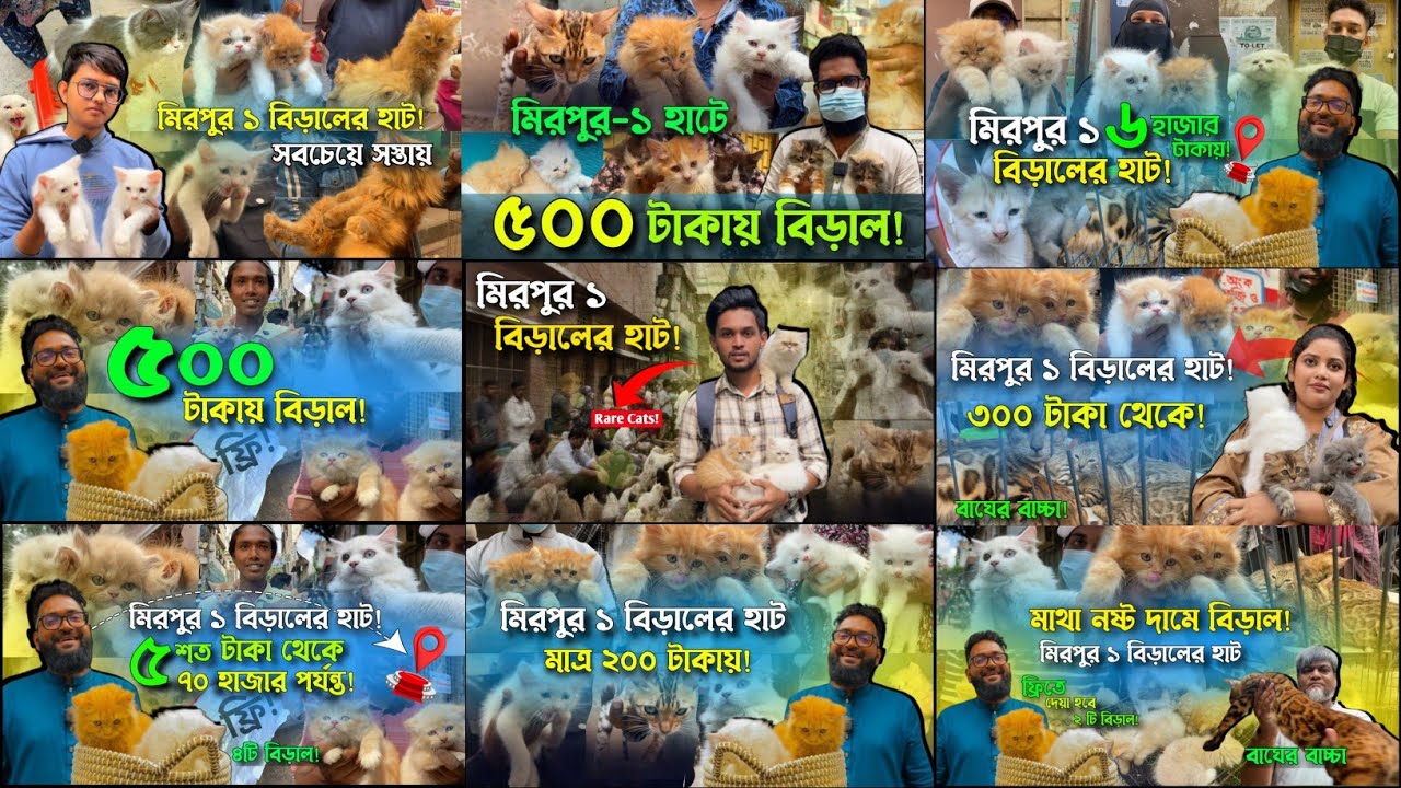 পুরো 2025 সালে বিড়ালের হাট | মিরপুর ১ বিড়ালের হাট | @DewanPets | Cat price in Bangladesh 
