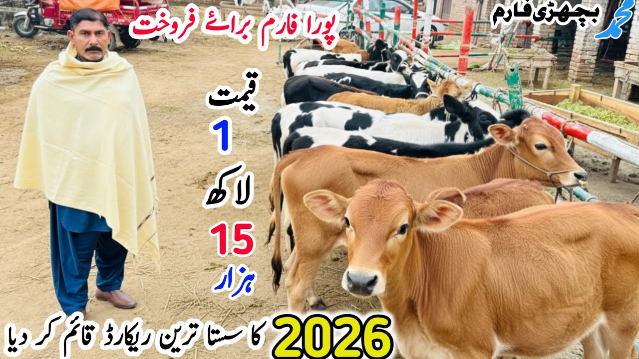 Imported Hf Heifers for sale in Punjab Pakistan Sargodha | pk Janwar Mandi
