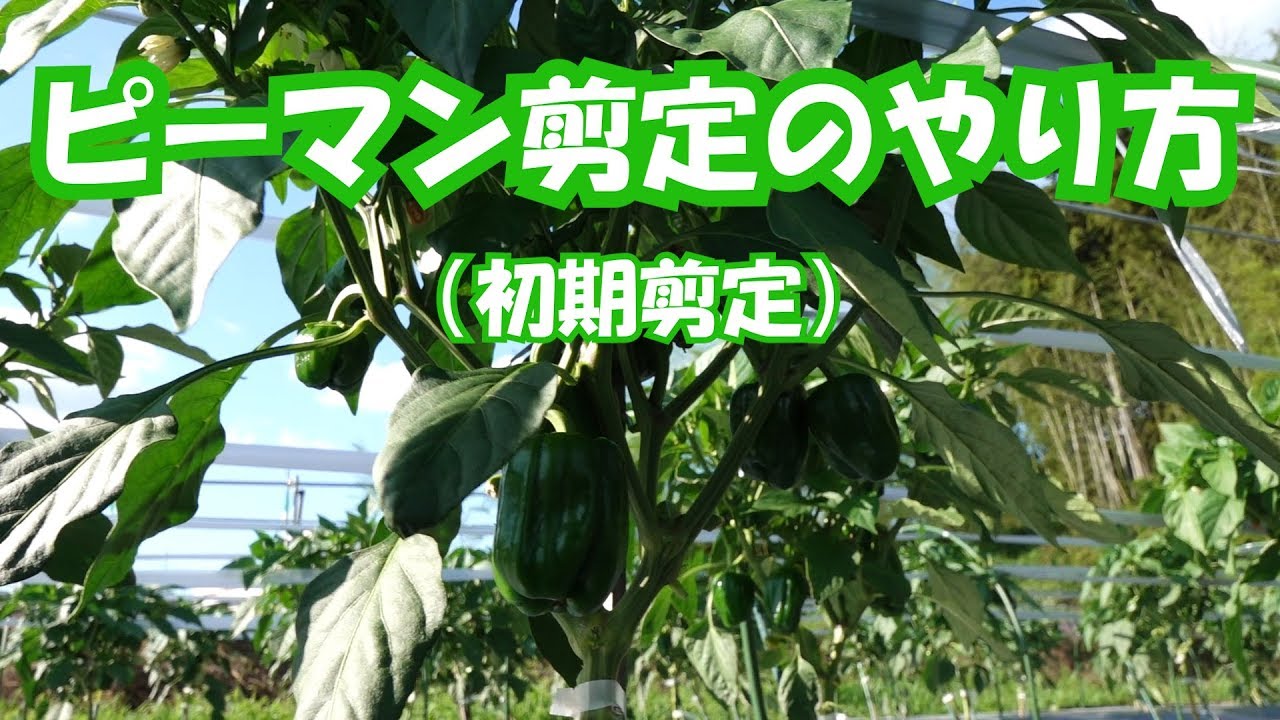 ピーマン剪定方法紹介・茄子とピーマンの支柱・誘引紐設置19/6/23＃718