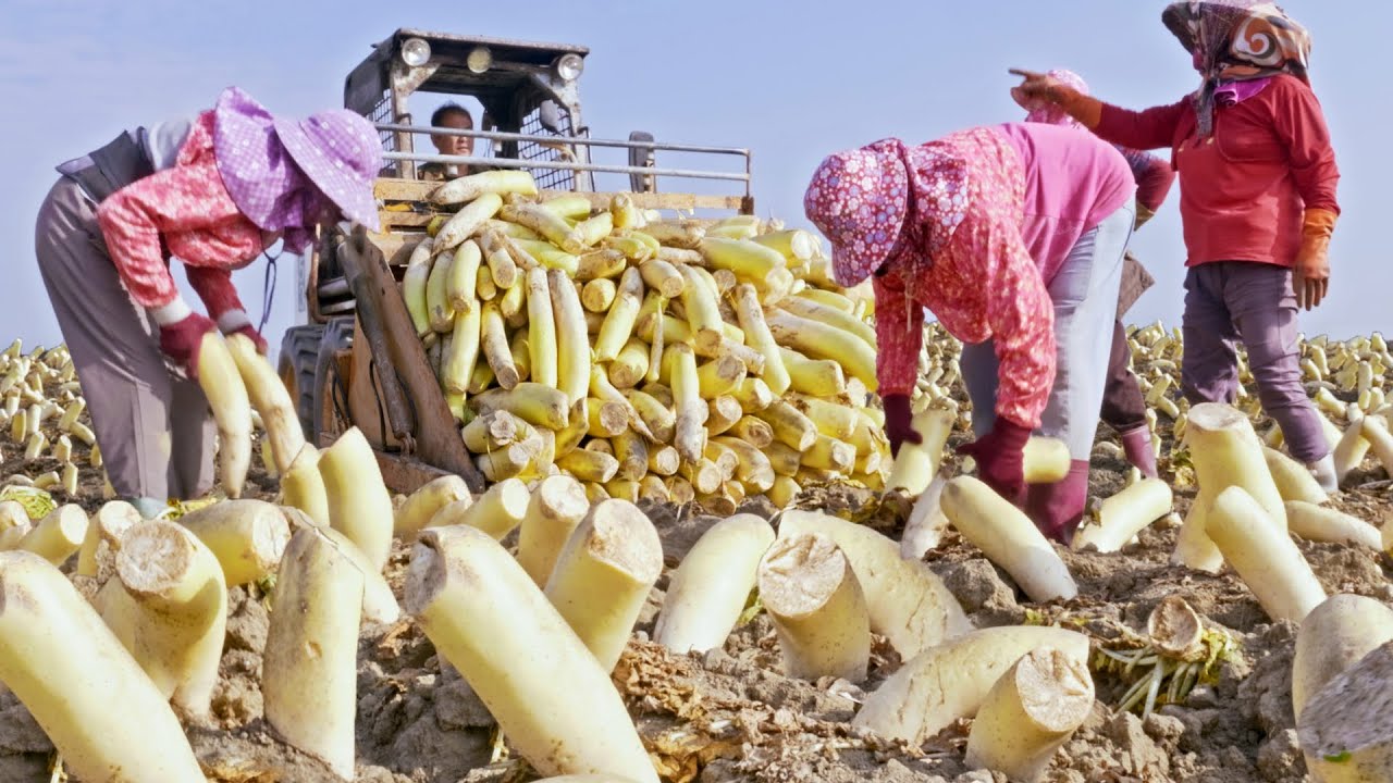 10 Tons a day！Traditional Preserve Radish, Dried Radish Mass Production/一天10噸！傳統蘿蔔乾(菜脯)製作, 台灣菜脯大量生產