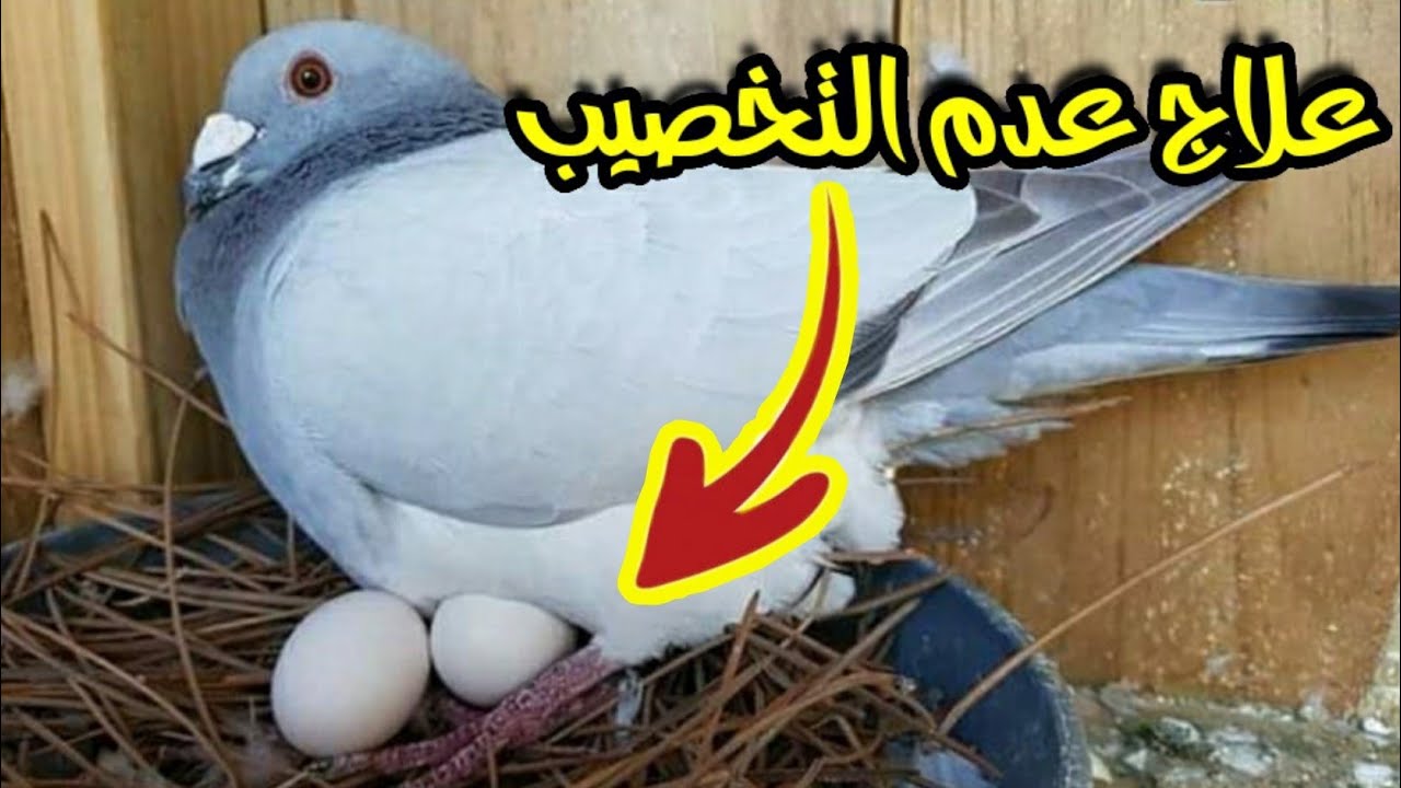 علاج عدم التخصيب وترويق بيض الحمام واسبابه