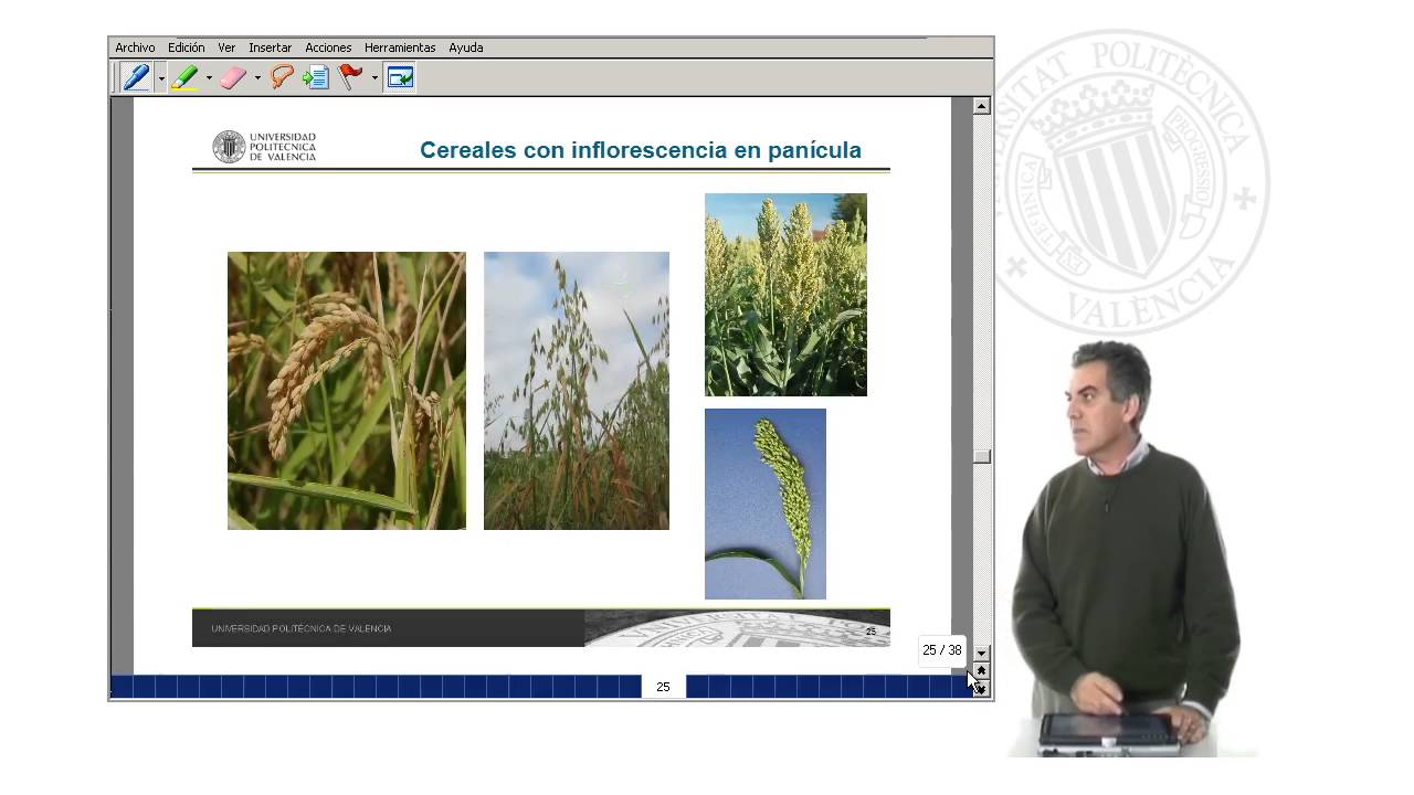 Reconocimiento de Cereales por sus Inflorescencias |  | UPV