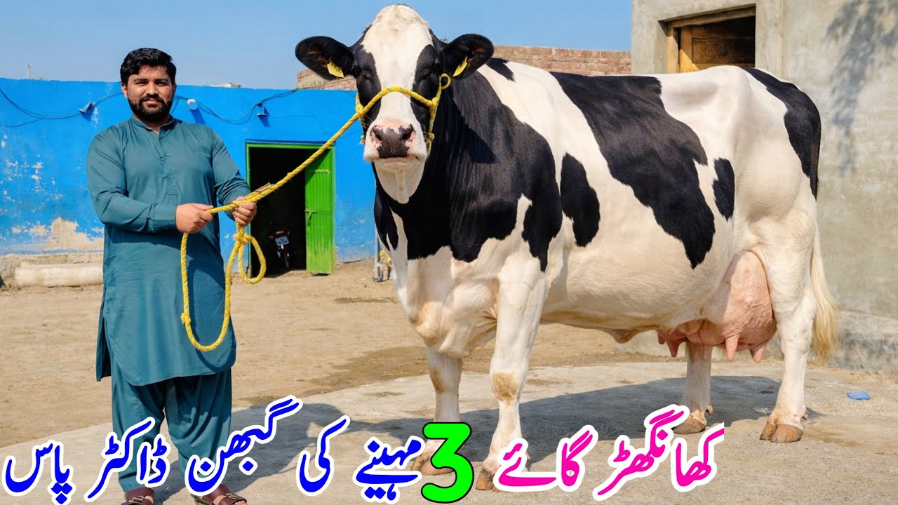 Rana Dairy Fram | Cross Cows for sale in Sargodha | Khngher Cows and Buffalo | Bismillha best