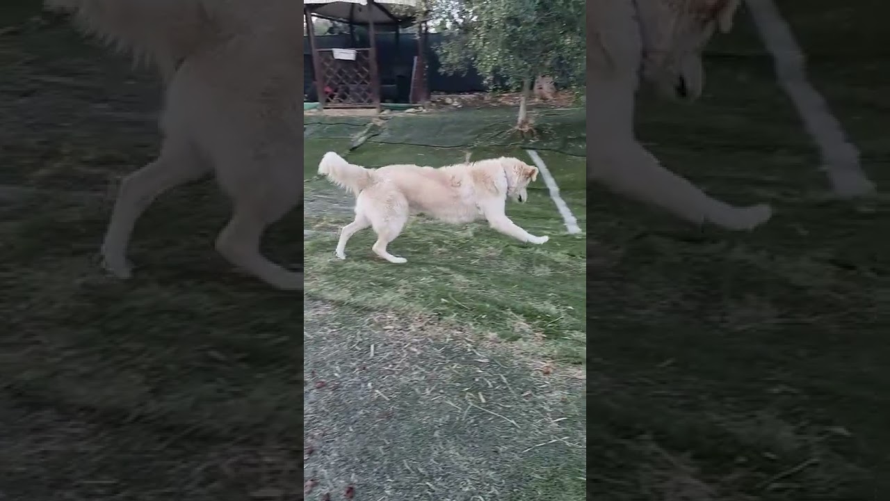 #Slowmotion a 4 zampe!