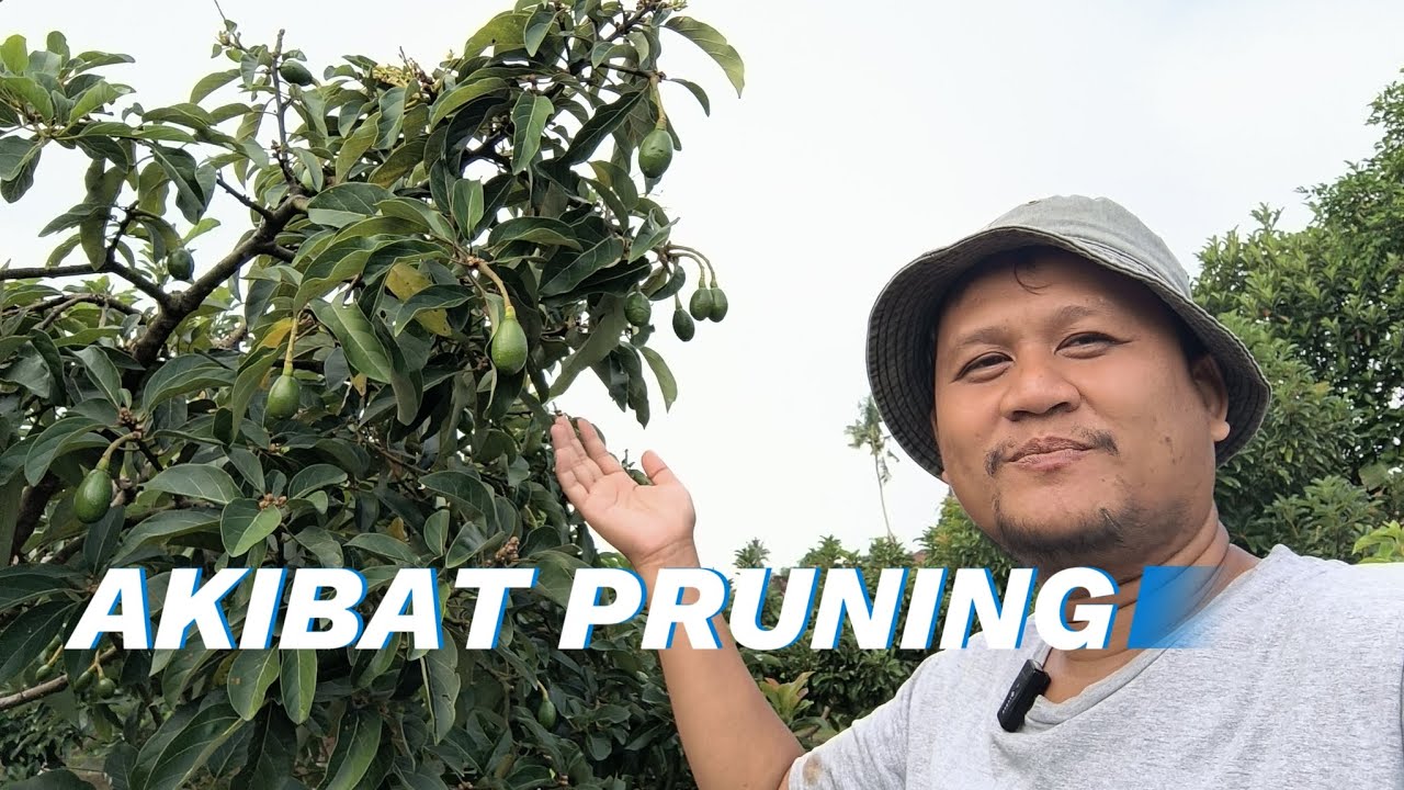 AKIBAT ALPUKAT SERING DI PRUNING