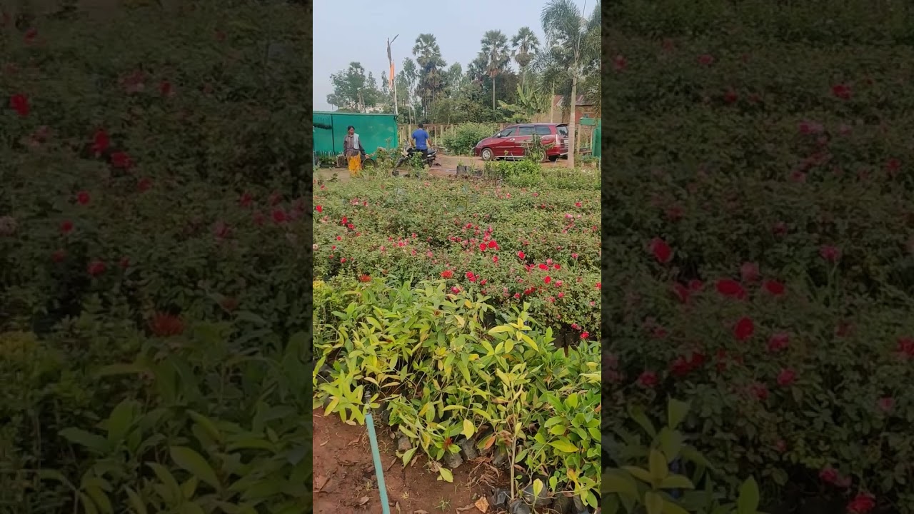 Prakriti clonal nursery