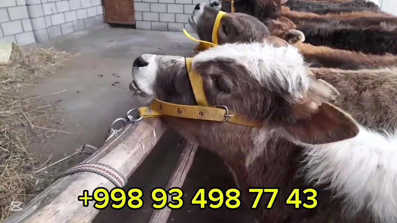 Molarni   sifatiga gap bõlish mumkun emas