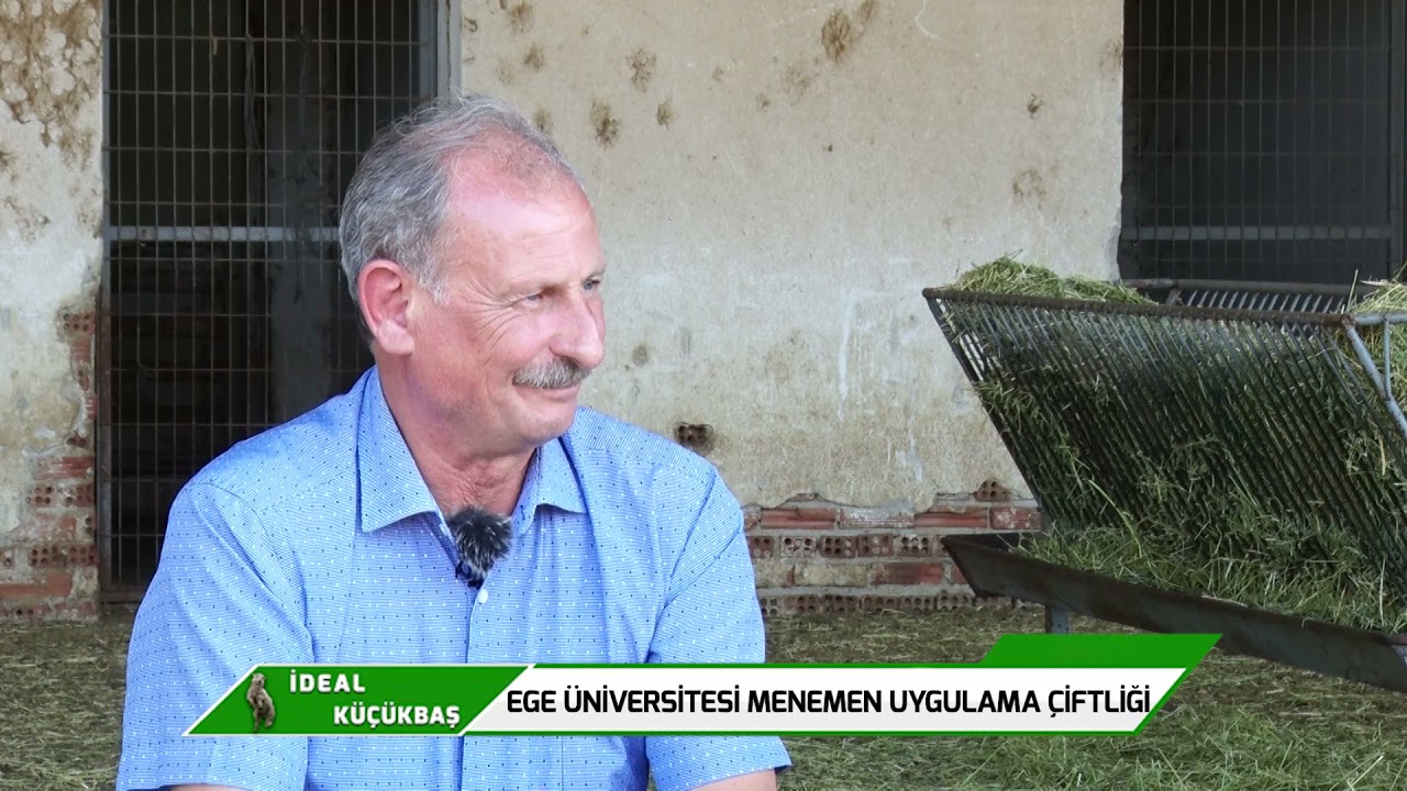 İDEAL KÜÇÜKBAŞ - EGE ÜNİVERSİTESİ MENEMEN UYGULAMA ÇİFTLİĞİ