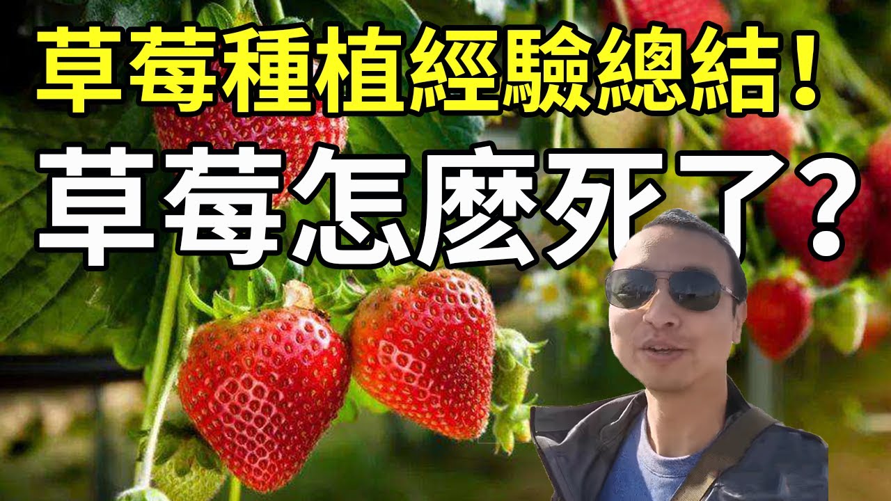 好好的草莓怎么就种死了？罪魁祸首竟然是它！快来总结新手草莓种植经验！【手艺人飞羽】