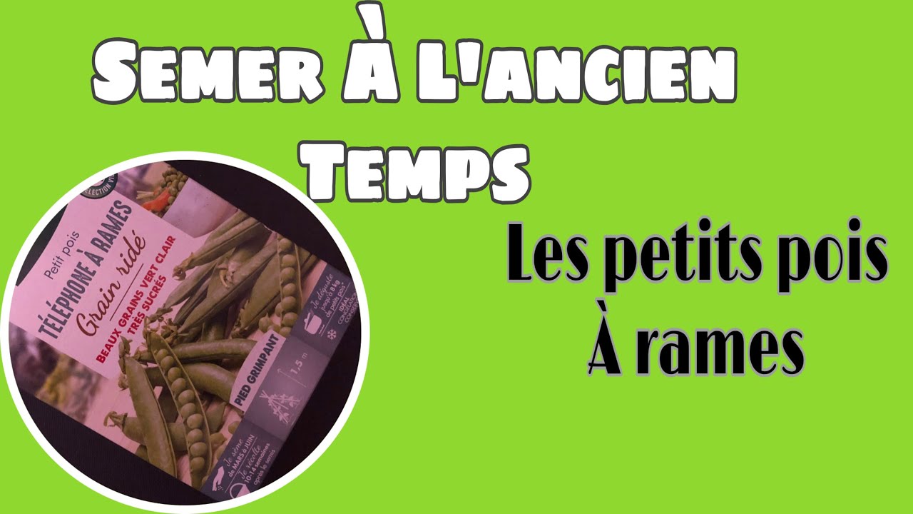 MÉTHODE  TRADITIONNELLE . SEMER LES PETIT POIS A RAMES