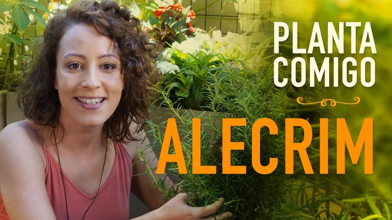 Como cultivar ALECRIM em VASO: aprenda a PODAR a PLANTA