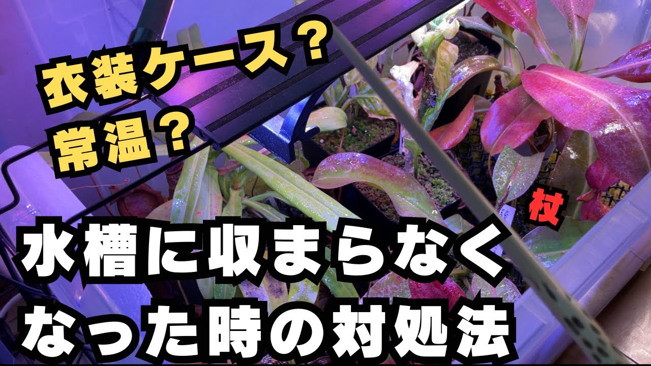 [質問]水槽に入らなくなった植物をどう管理するかについて　食虫植物ウツボカズラ