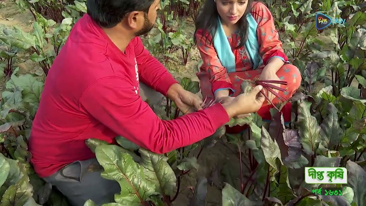 Deepto Krishi | বিটরুট চাষ করে তাক লাগাচ্ছেন সাভারের কোব্বাত হোসাইন।