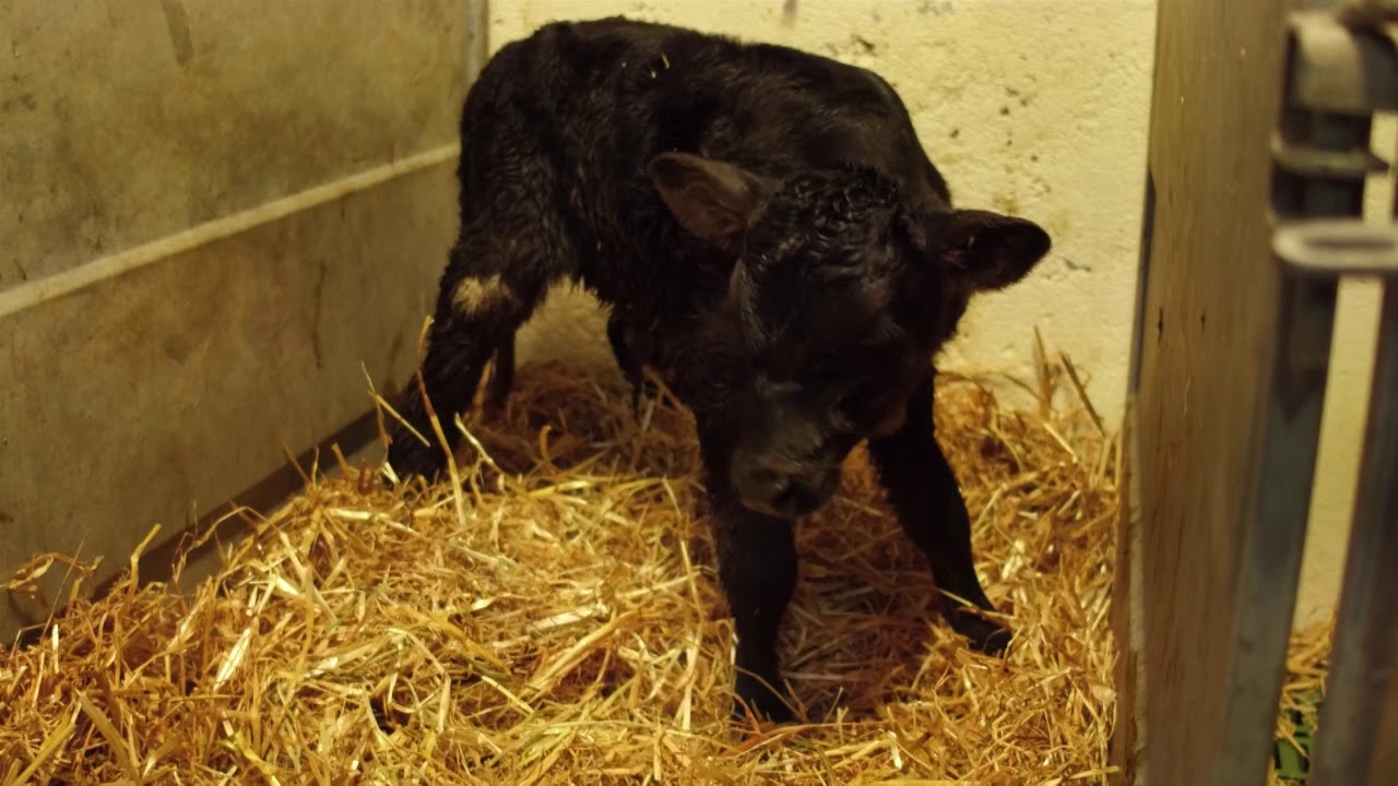 Calf Rearing - Calf Health