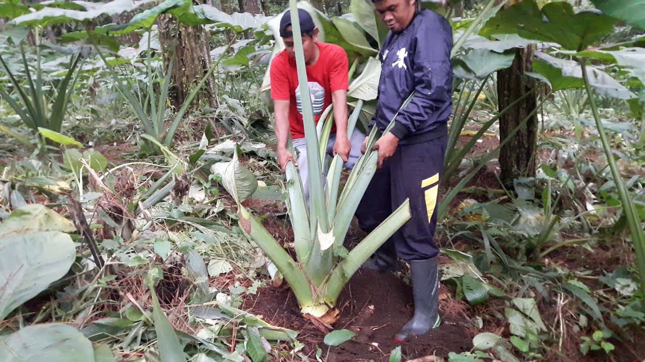 Talas belitung | Hasil pertanian yang menjanjikan dan menguntungkan | Hasil pertanian bisa diekspor