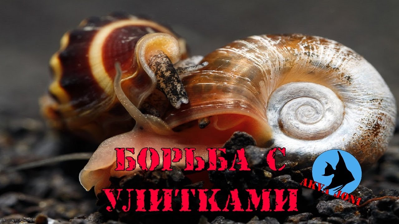 Борьба с улитками.