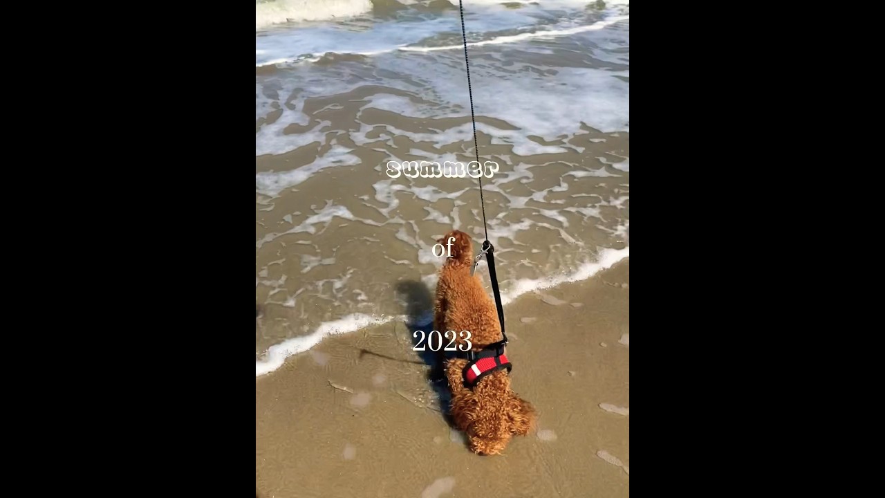 Summer &lsquo;23☀️ #toypoedel #poedel #foryou #poodle #toypoodle #fy #hond #yt #love #summer