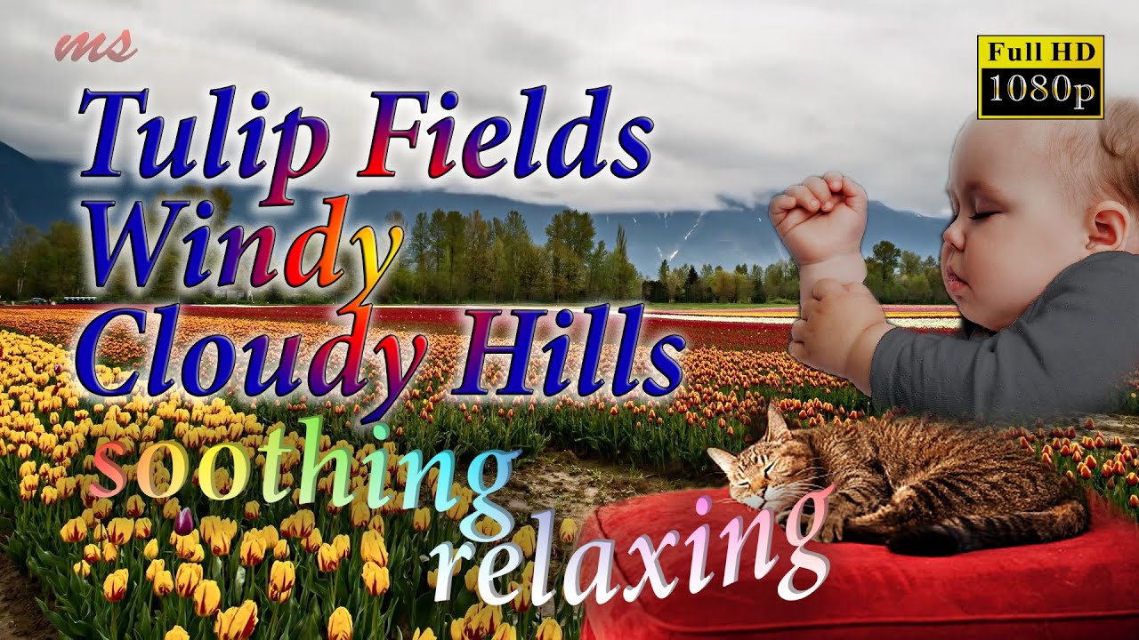 Tulip Fields Windy Cloudy Hills - Soothing & Relaxing