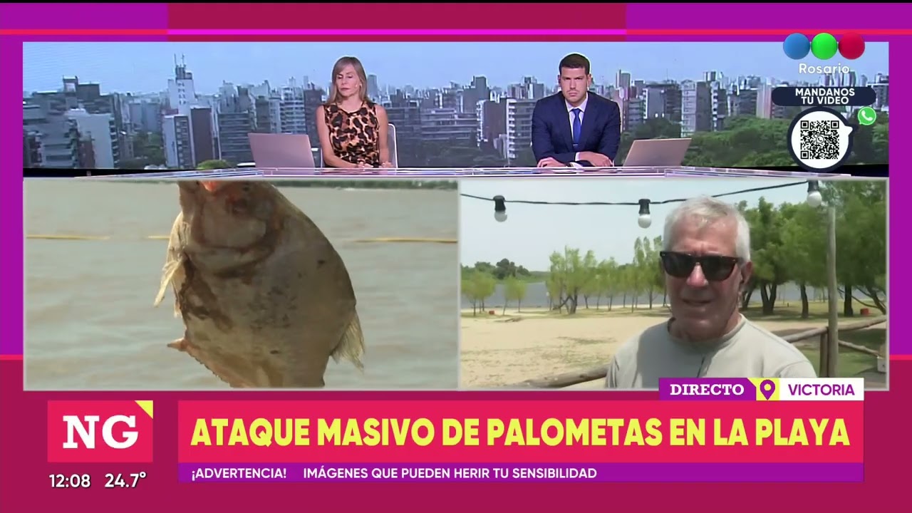 Ataque masivo de palometas en las playas de Victoria ► TELEFE ROSARIO