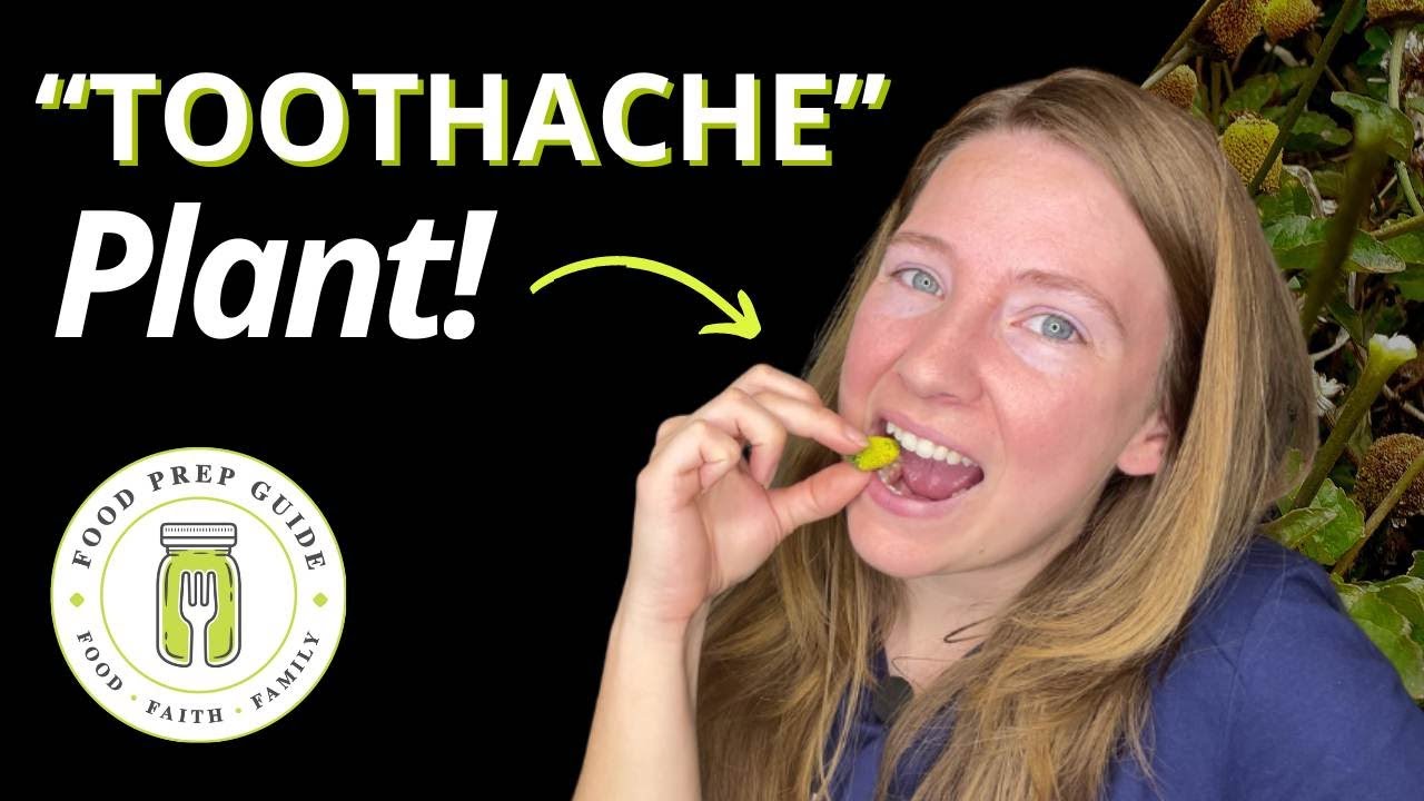 Harvest & Preserve Toothache Plant | Was NOT Prepared for This! 🦷🦷🦷