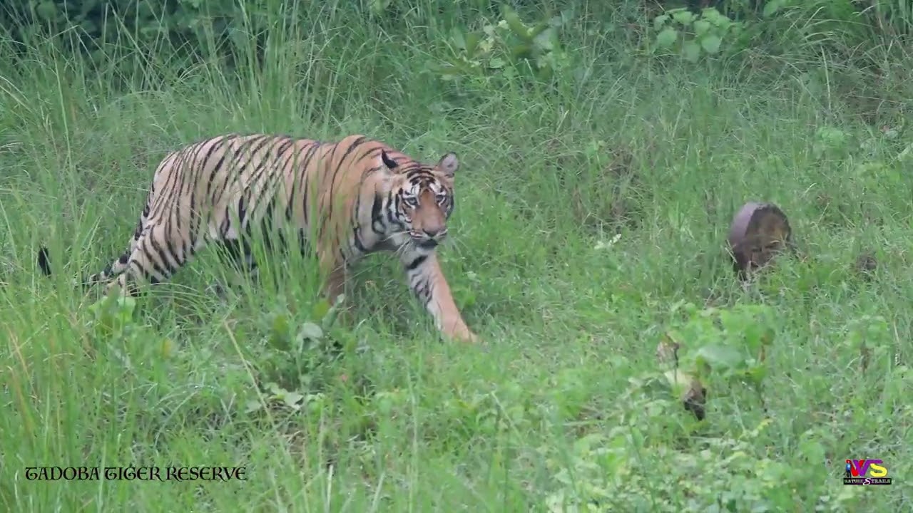 Royal Bengal Tiger Crossing The Road In Monsoon Magic