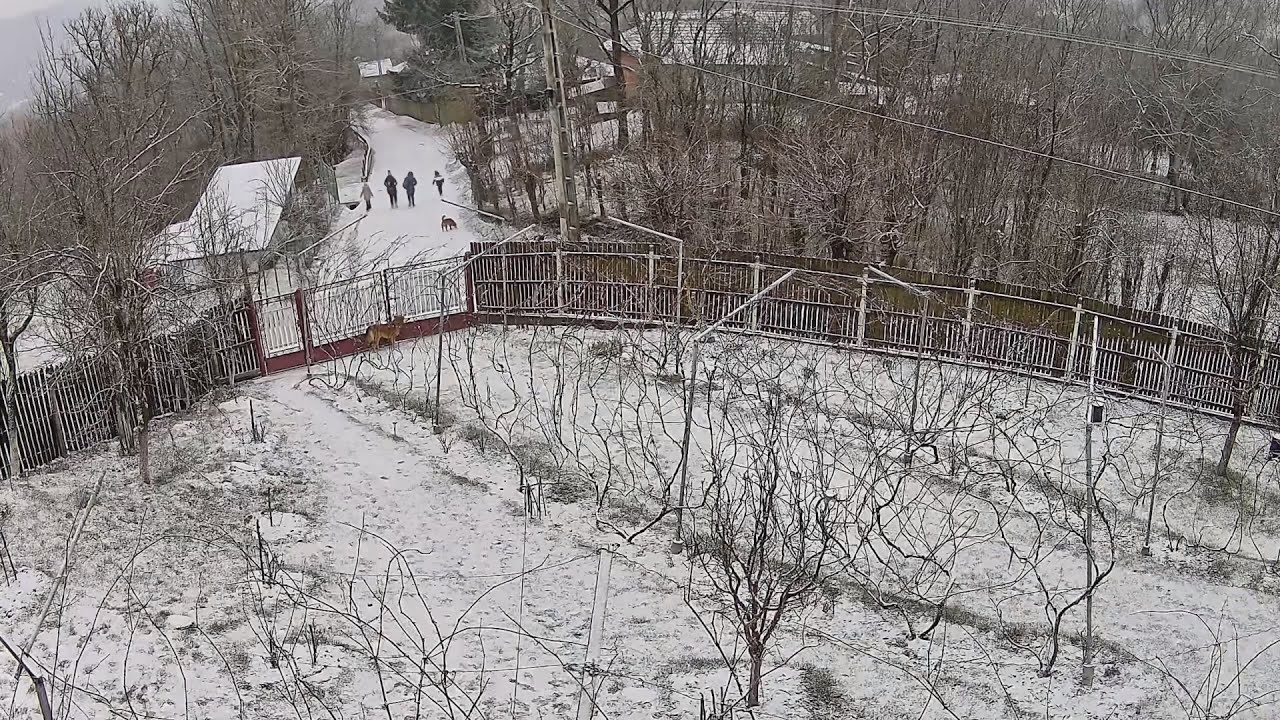 Ariceștii Zeletin [Ianuarie 2026] [V]