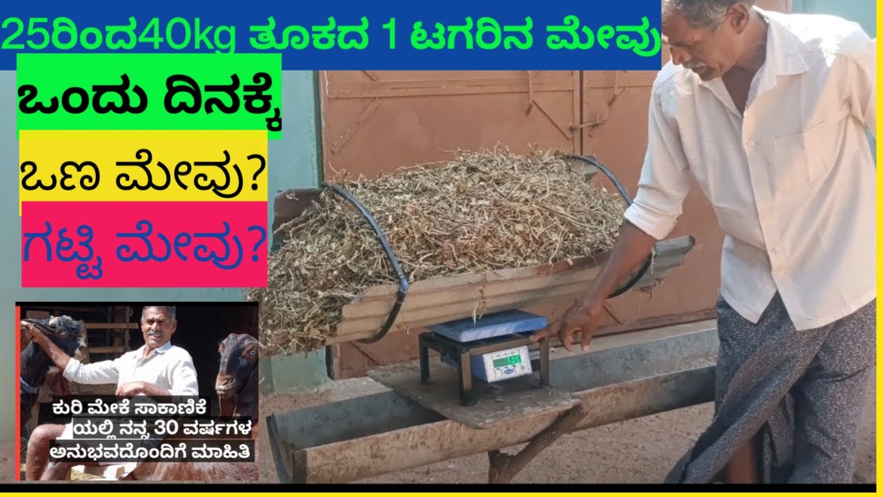 25ರಿಂದ40kg ತೂಕದ 1ಟಗರಿನ ಆಹಾರದ ಸೂಕ್ತತೆ.