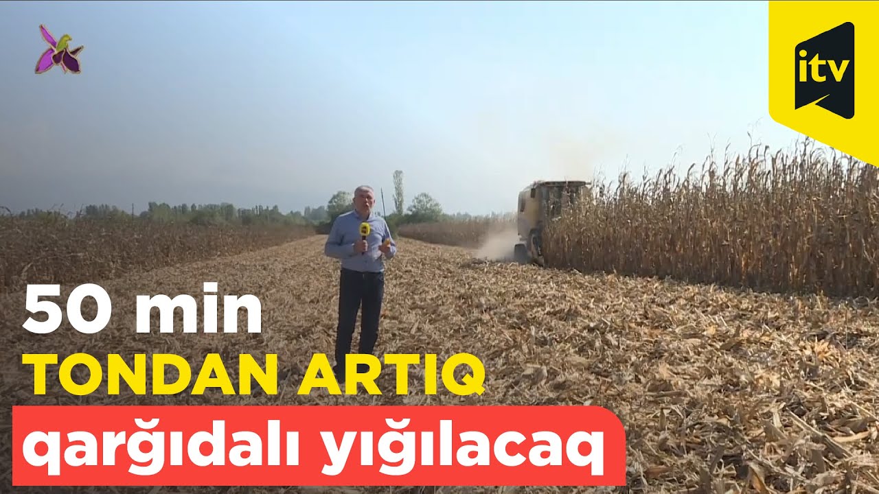 Balakəndə 50 min tondan artıq qarğıdalı yığılacaq