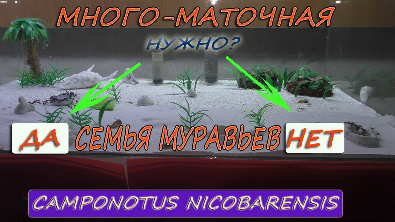 Camponotus nicobarensis.  Нужна ли много маточная семья # Хороший выбор для домашнего содержания