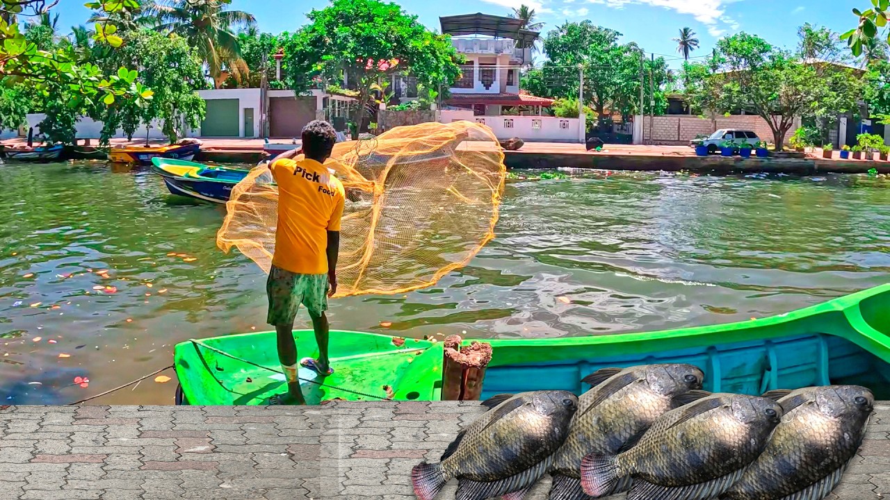 Amazing Cast Net Fishing | Catching Back To Back Tilapia Fish!
