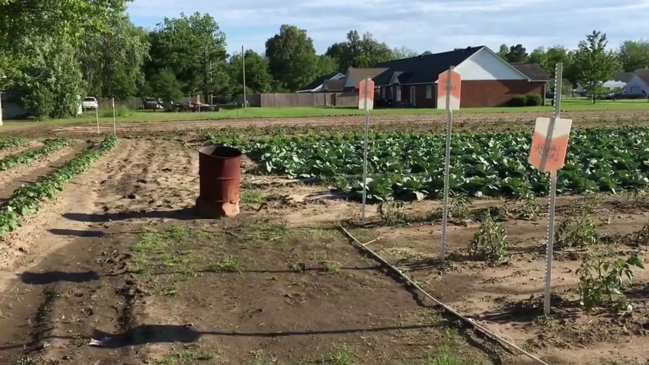 Robert's Garden 1