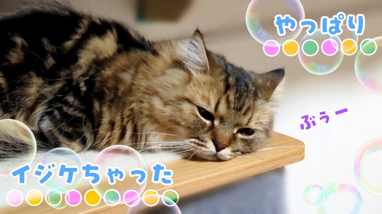 やっぱりイジケちゃった猫ごめんよー【ミヌエット】2026/02/08