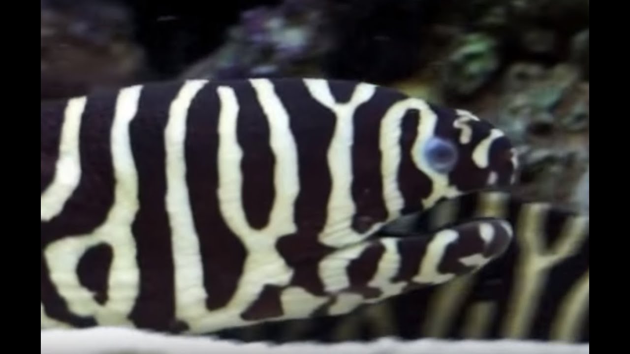 Beautiful Zebra Moray Eel: produce slippery substance