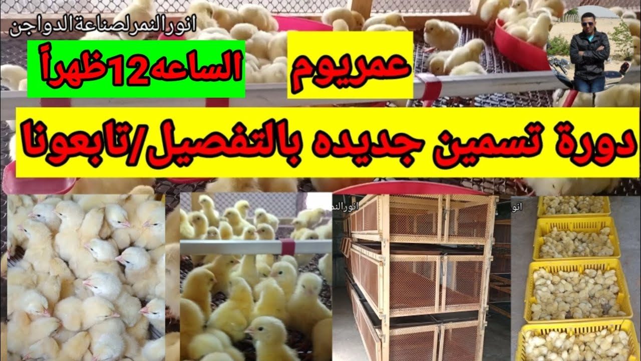 استقبال كتاكيت لتربيه جديده /عوداًحميداً /انورالنمرلصناعةالدواجن
