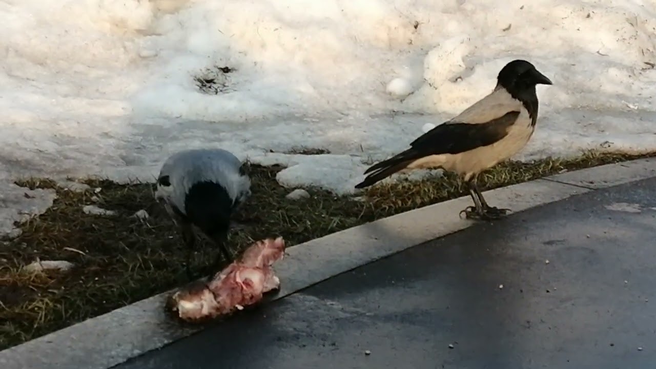 Брутальные вороны не могут поделить добычу / Vicious crow clans can't share huge prey 