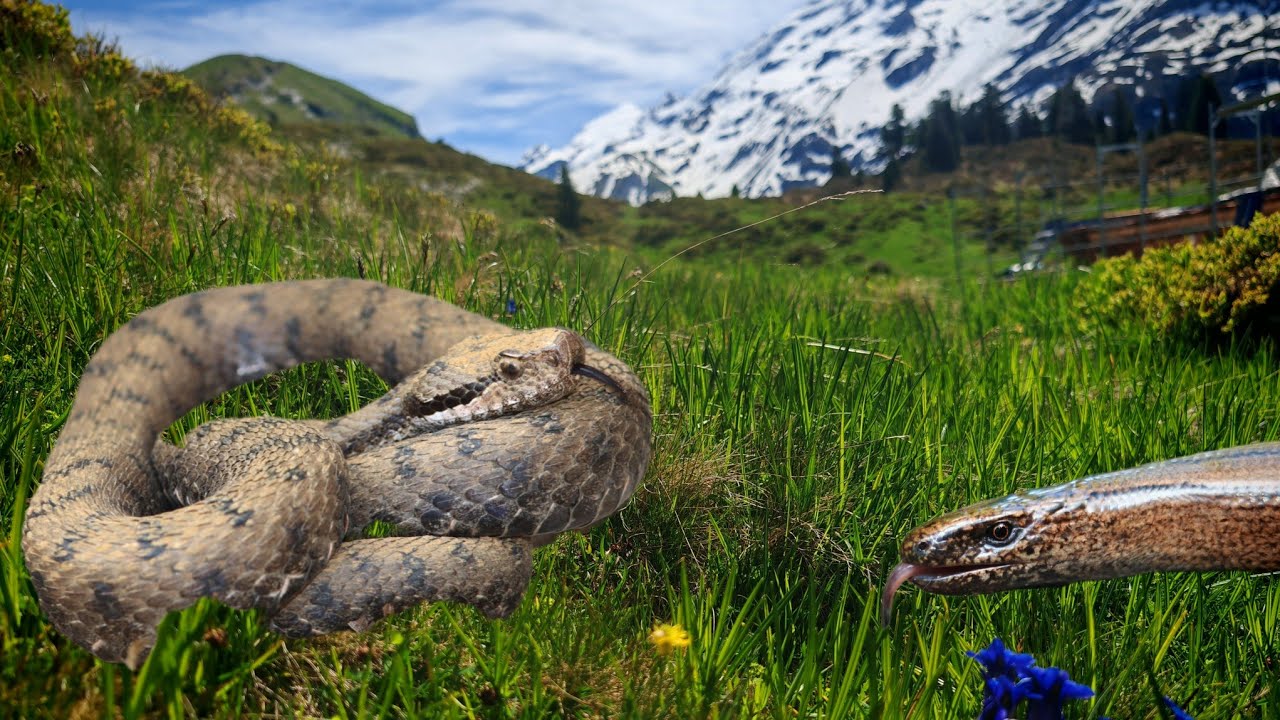 Expedition Alps: Searching for Hidden Reptiles