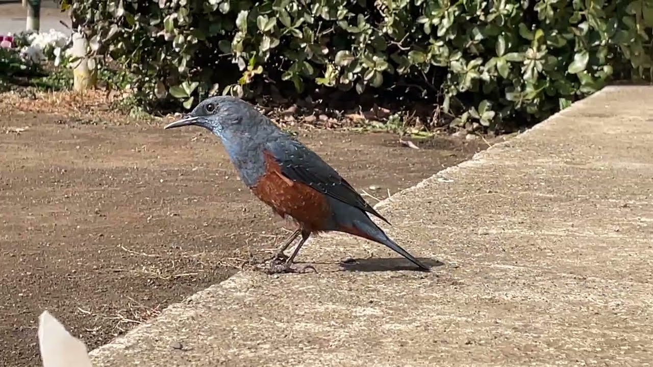 いそひよどり