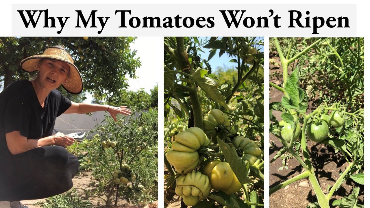 Why my Tomatoes Won't Ripen and How To Speed It Up. Growing Tomatoes The Italian Way