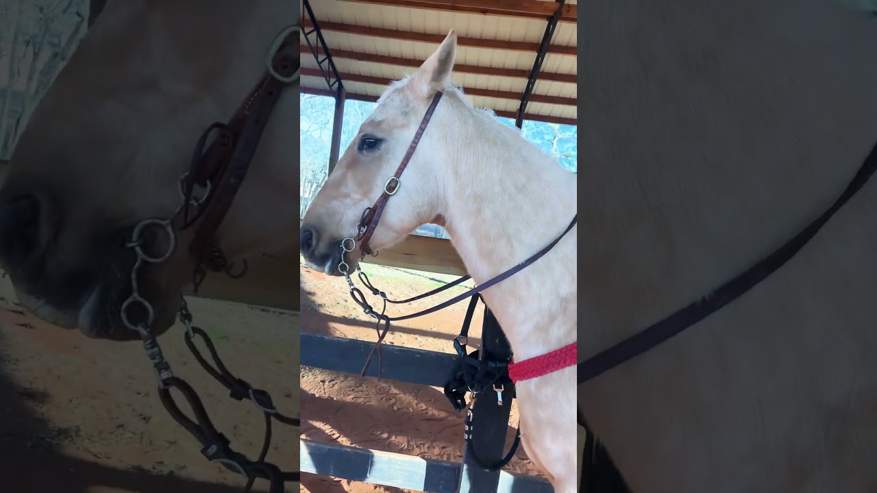 #horse