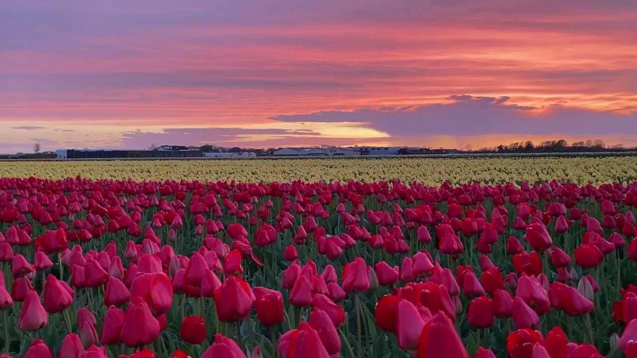 Keukenhof bezoeken en de tulpenvelden en bollenvelden in Nederland