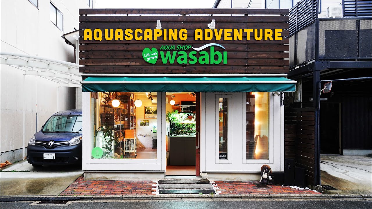 Inside Aqua Shop Wasabi: Kyoto&rsquo;s Top Aquascaping Store