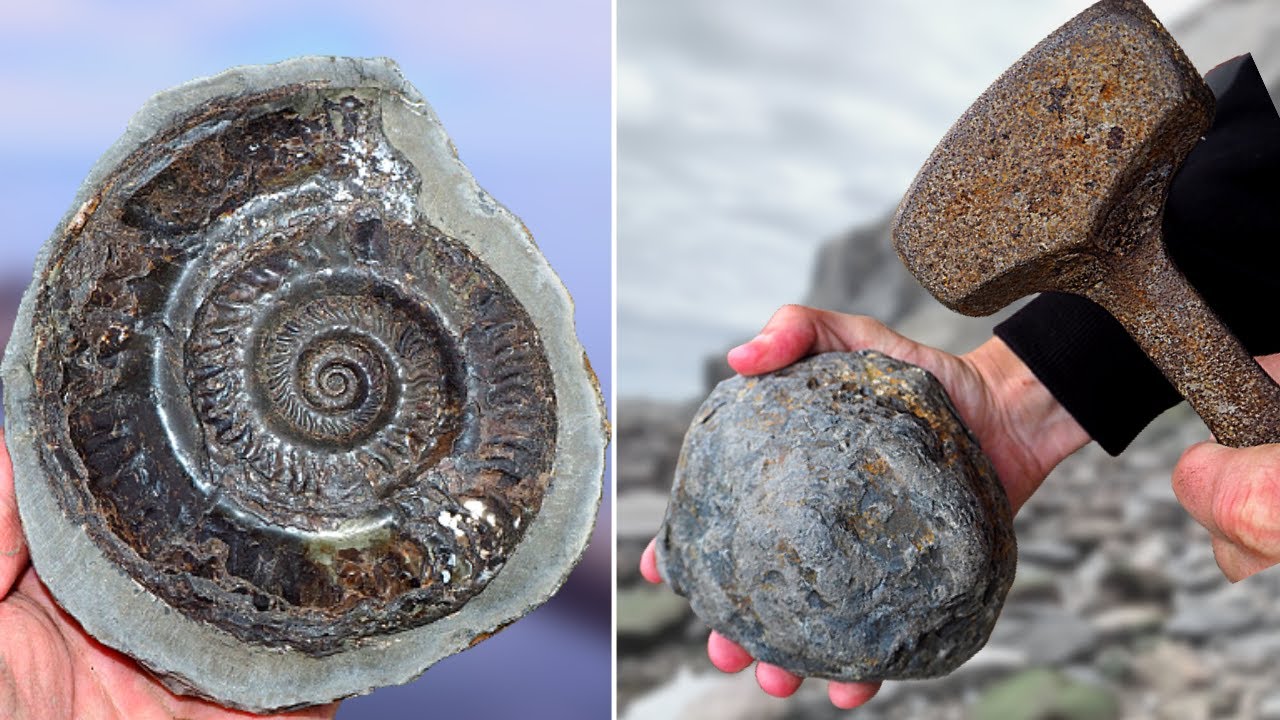 Top 10 Ammonites Cracked Open - Opening Fossils!
