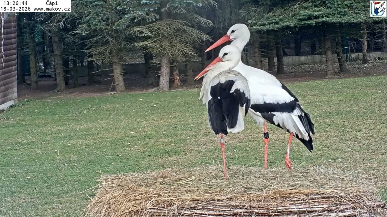 Johanka i zalotnicy - Johanka wybrała bociana z Polski - Bociany Makov, CZ - 18 03 2026