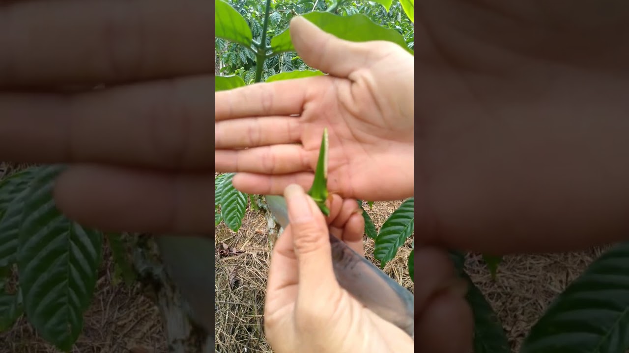 Tips cara stek kopi ANTI GAGAL..!!