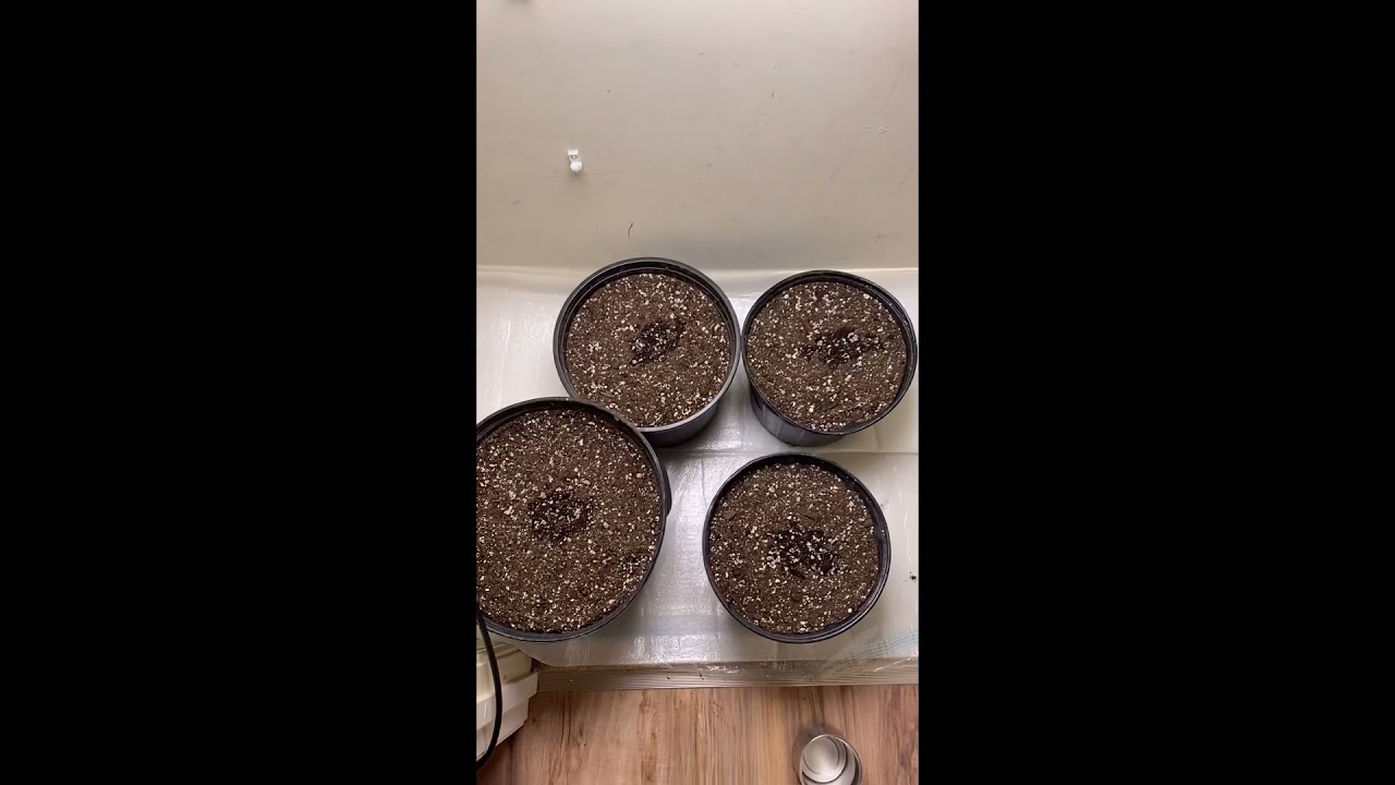 How to grow &ldquo;FIRE&rdquo; weed indoors