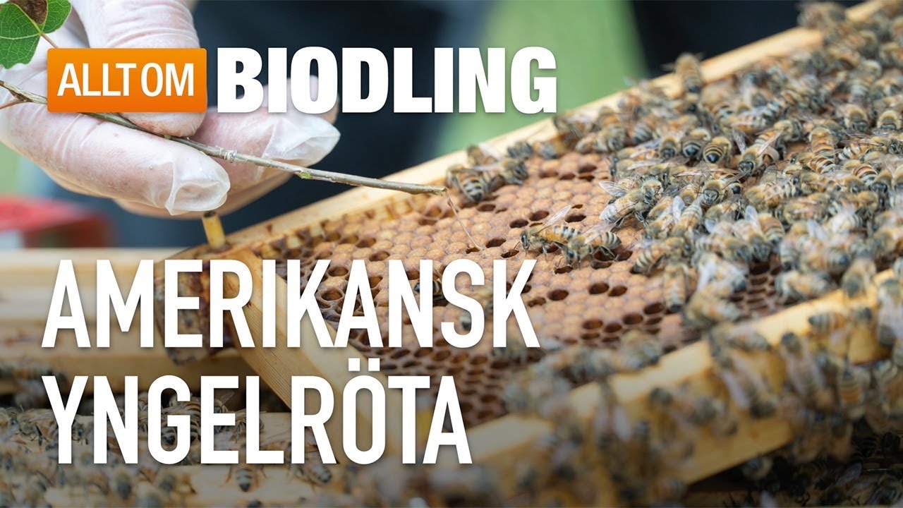 Amerikansk yngelröta - Bihälsa
