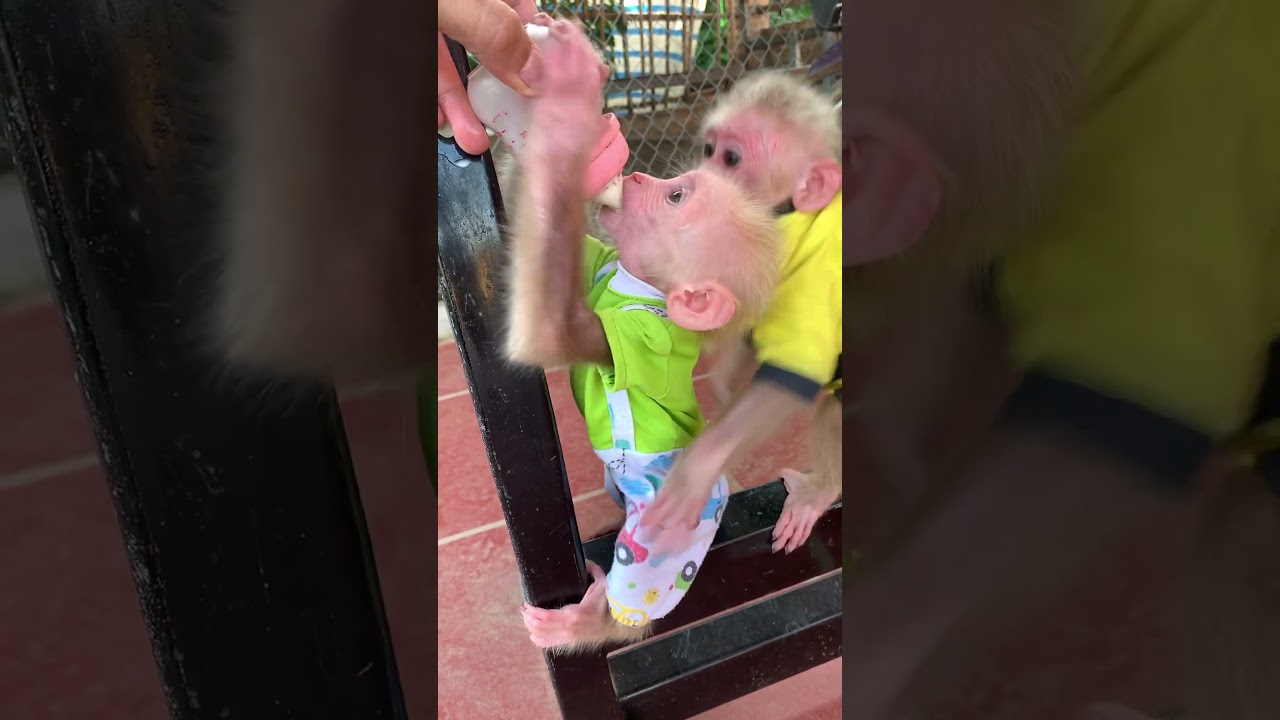 #monkey Mom washes the little monkey's butt