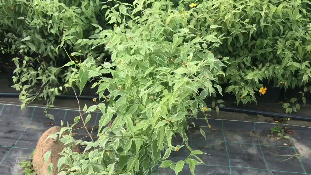 Kerria Japonica Picta ( Керия Яп.Пикта)