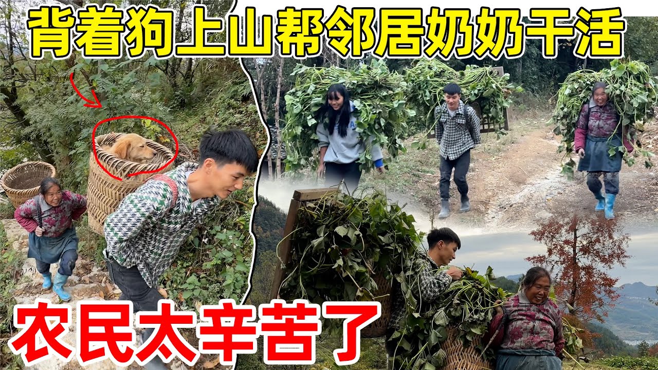 李俊背着狗上山帮邻居奶奶干活，一人背一大背篓红薯藤，太重了 做农民真是太辛苦了